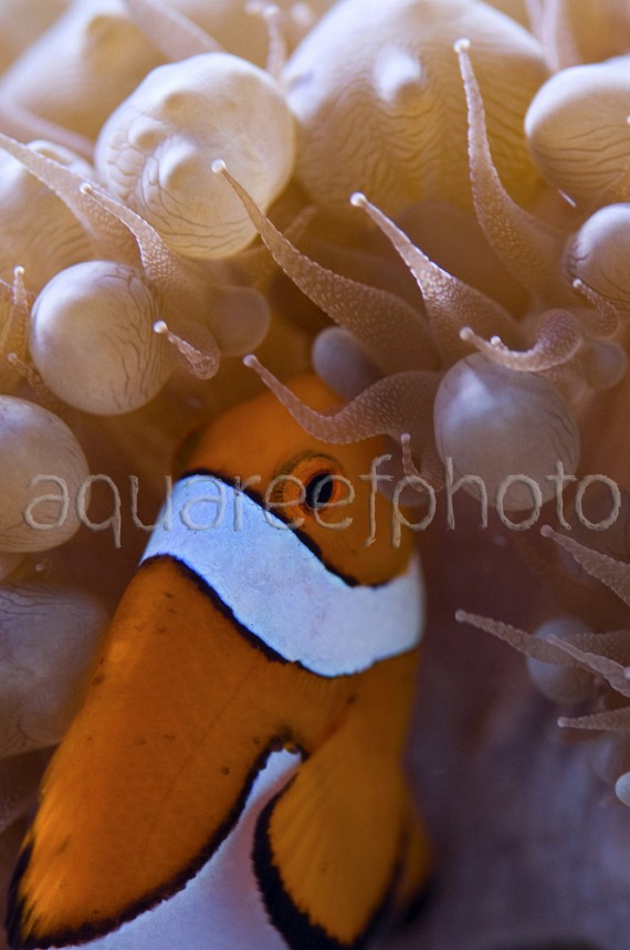 Amphiprion ocellaris 04