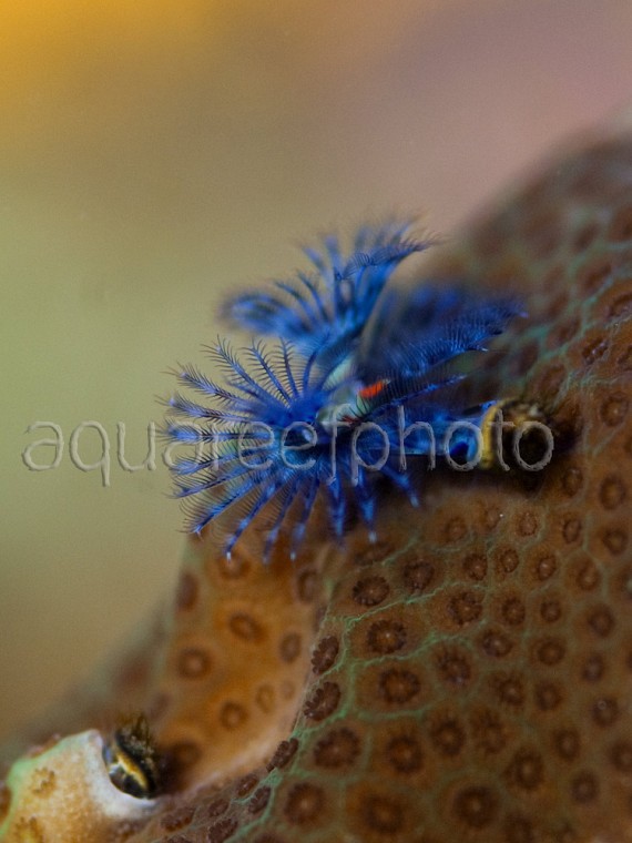 Serpula vermicularis 01