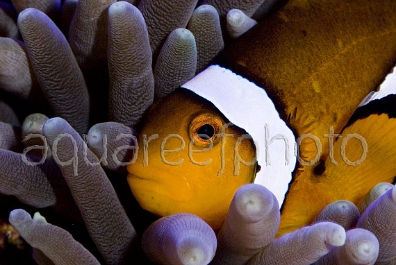 Amphiprion ocellaris 05