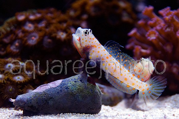 Amblyeleotris guttata 10