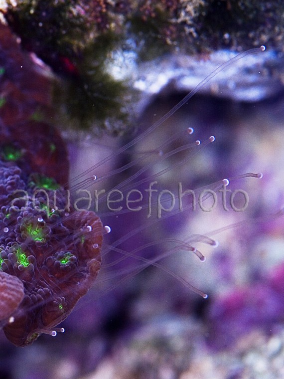 Echinopora lamellosa 01