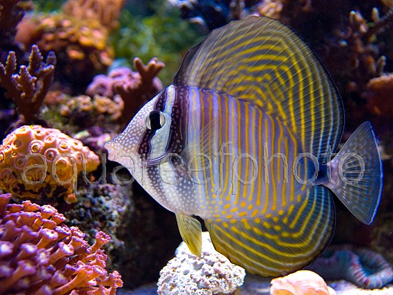 Zebrasoma desjardinii 03
