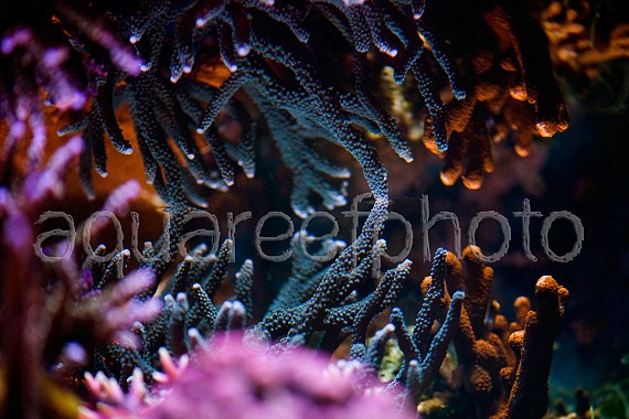 Coral reflection 01