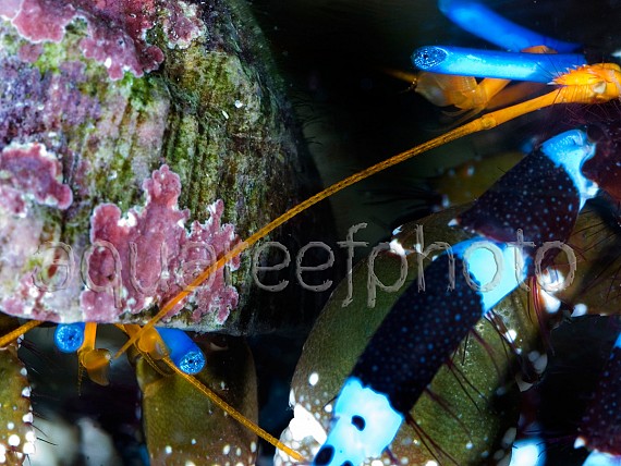 Calcinus elegans 02