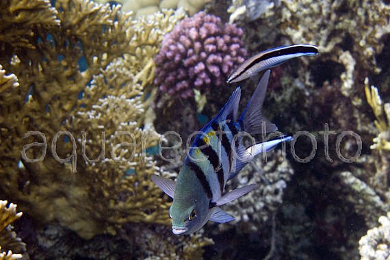 Abudefduf vaigiensis 01