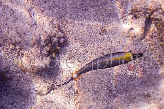 Naso elegans 02