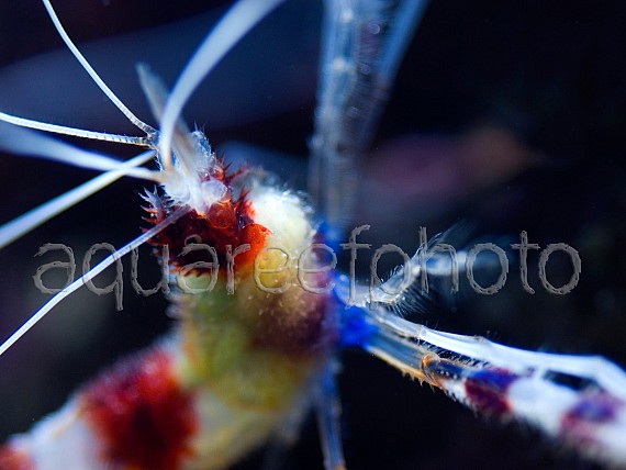 Stenopus hispidus 01