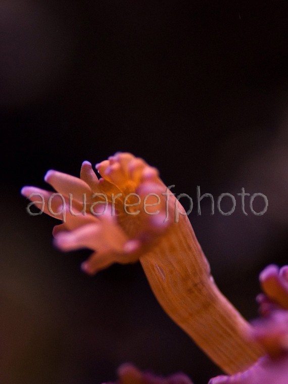 Goniopora tenuidens