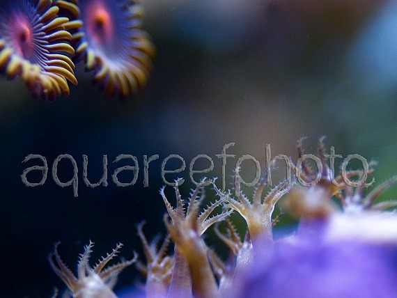 Eunicea polyps