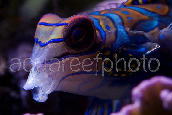 Synchiropus splendidus 14