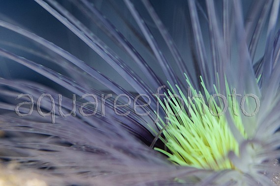 Cerianthus filiformis 02