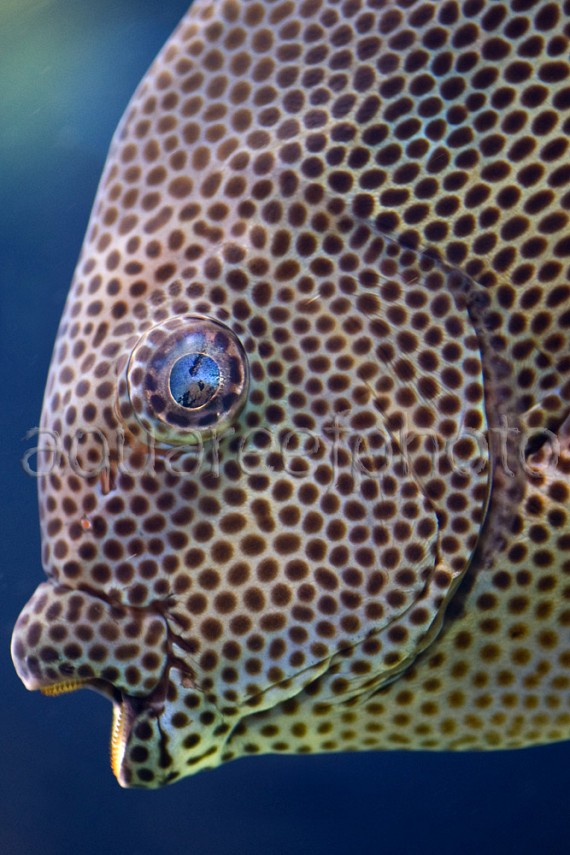 Siganus stellatus 01