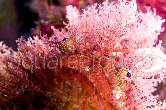 Antennarius striatus 01