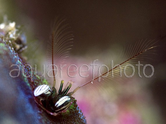 Paguritta gracilipes 02