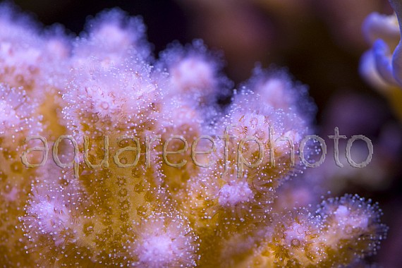 Pocillopora damicornis 01