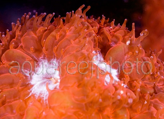 Blastomussa merleti 01