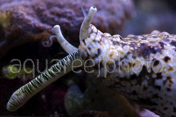 Strombus lentiginosus 01