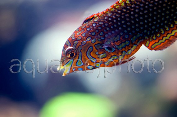 Macropharyngodon ornatus 01