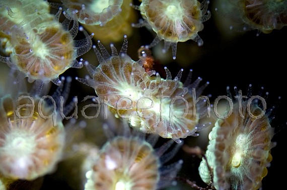 Caulastrea furcata 02