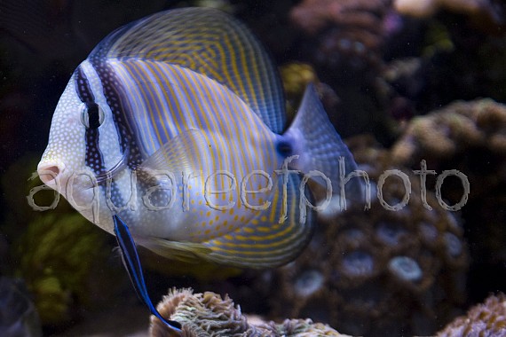 Z. desjardinii & L. dimidiatus 03