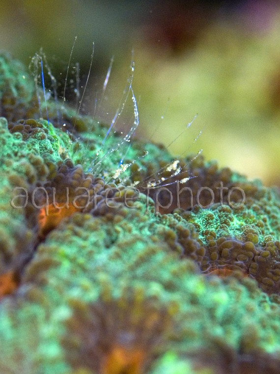 Unknown tubeworm 01