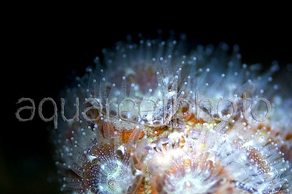 Acanthastrea lordhowensis 05
