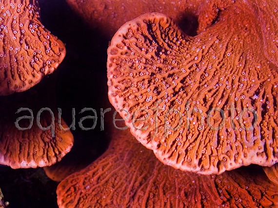 Montipora capricornis 01