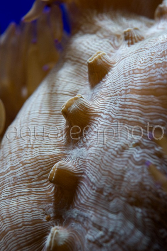 Catalaphyllia jardinei 02