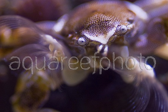 Neopetrolisthes maculatus 06