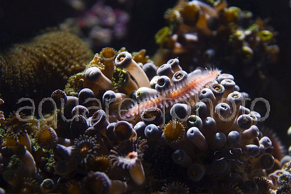Eurythoe sp. 01