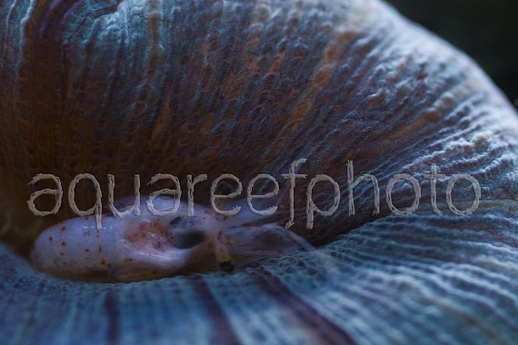 Trachyphyllia geoffroyi 02