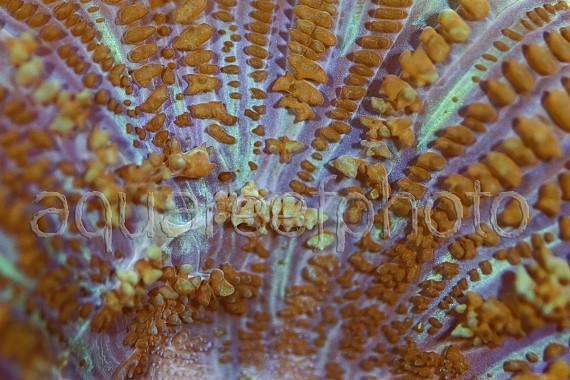 Rhodactis inchoata 02