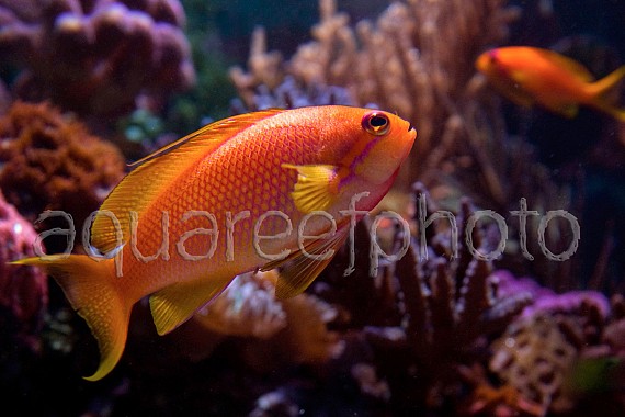 Pseudanthias squamipinnis 01