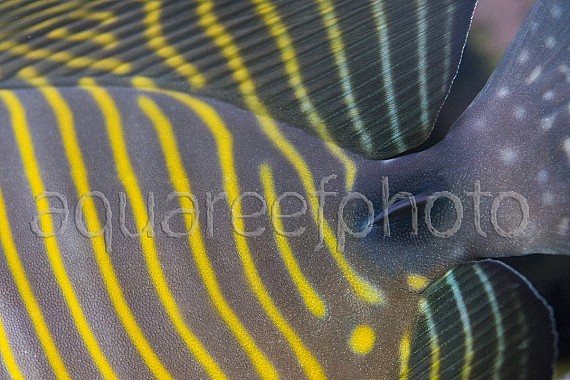 Zebrasoma desjardinii 04