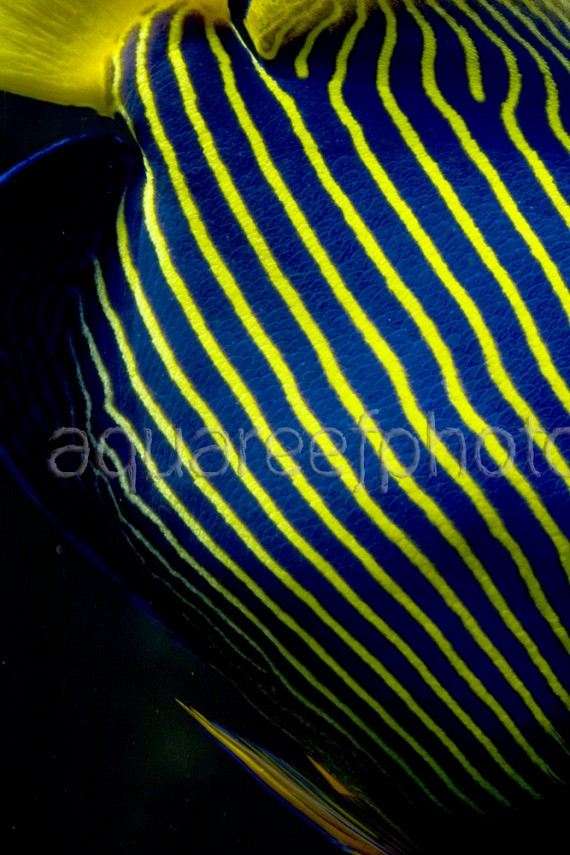 Pomacanthus imperator 02