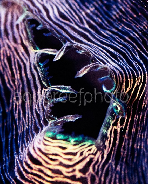 Tridacna derasa 02