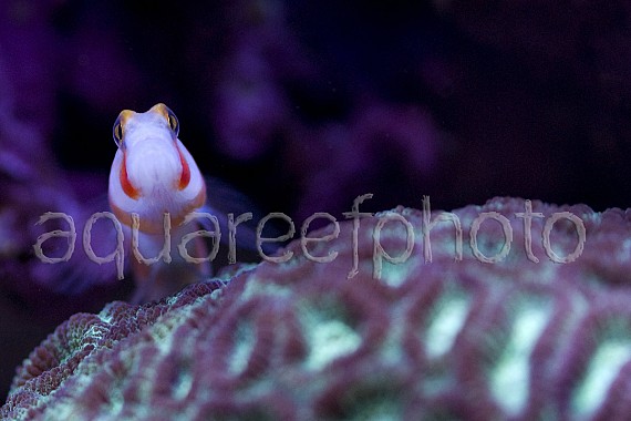 Amblyeleotris aurora 01