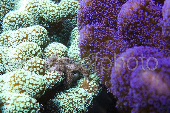 Stylophora & Mythrax