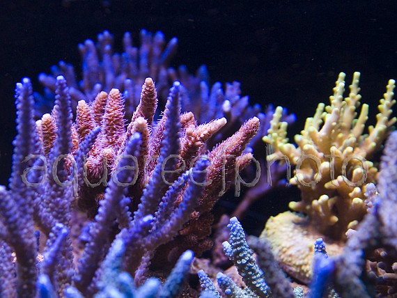 Acropora sp. 02
