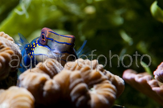 Synchiropus splendidus 15
