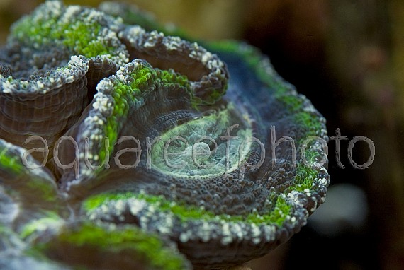 Lobophyllia corymbosa 01