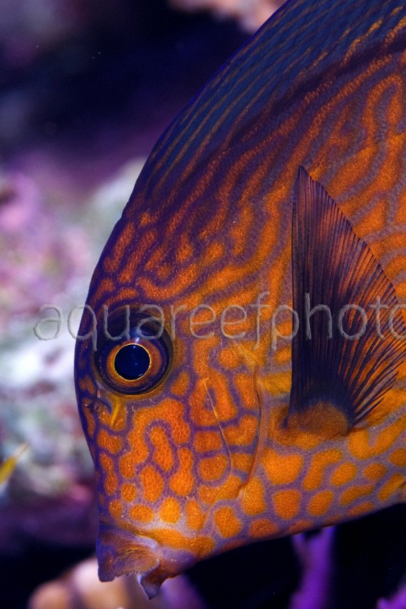 Ctenochaetus hawaiiensis 01