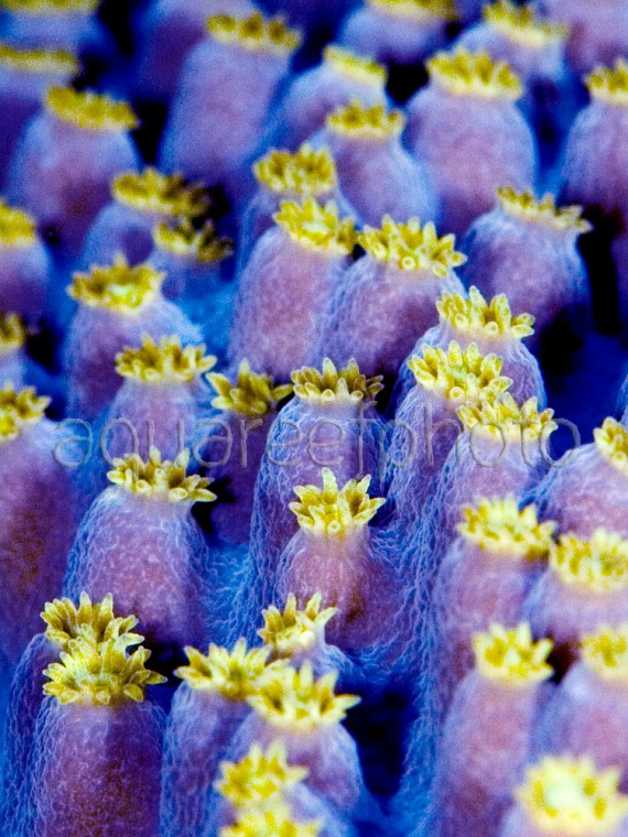 Turbinaria mesenterina 01