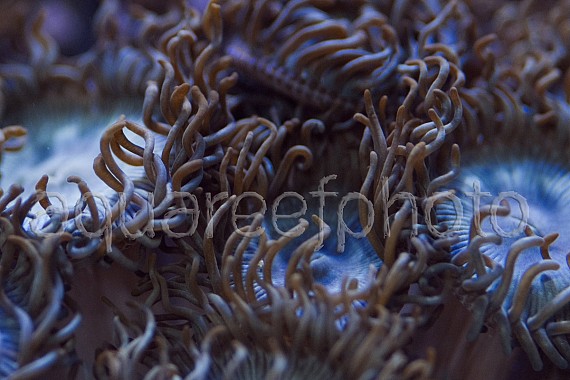 Zoanthus 05