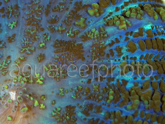 Rhodactis inchoata 03