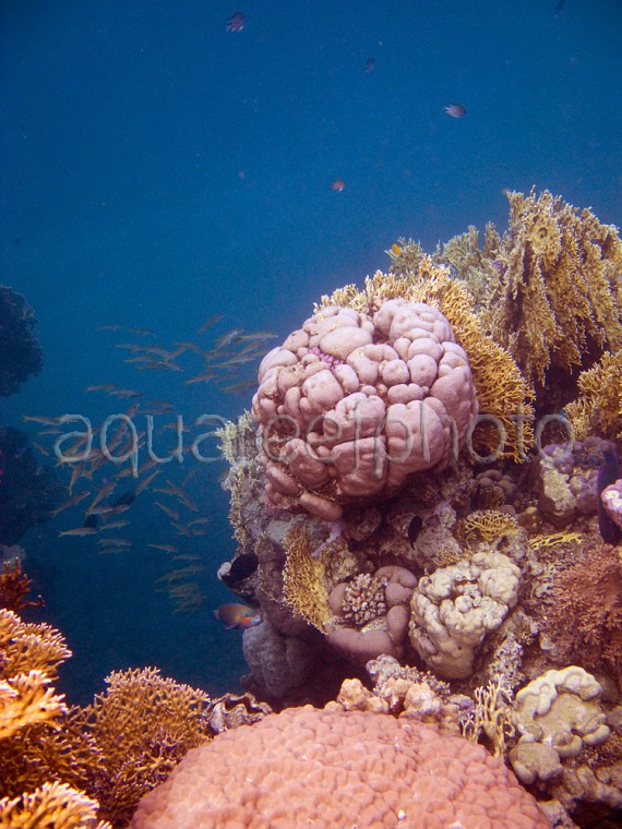 Red Sea 01