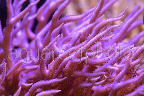 Seriatopora hystrix 02