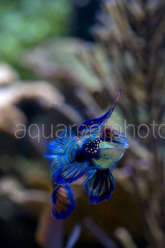 Synchiropus splendidus 16