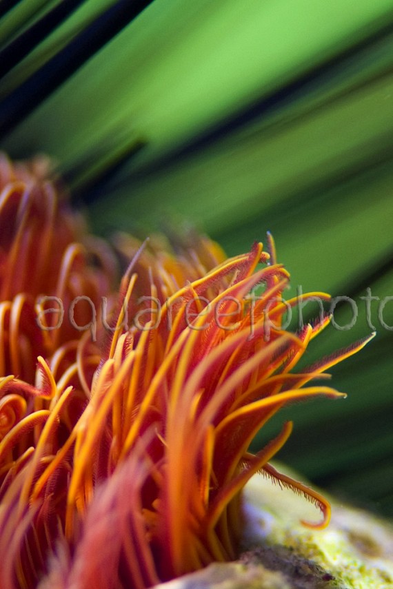 Protula bispiralis 01