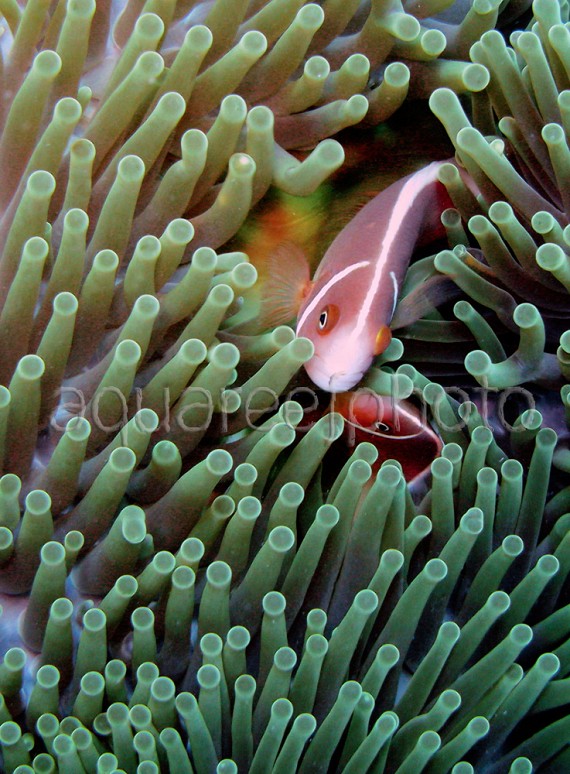 Amphiprion perideraion 01